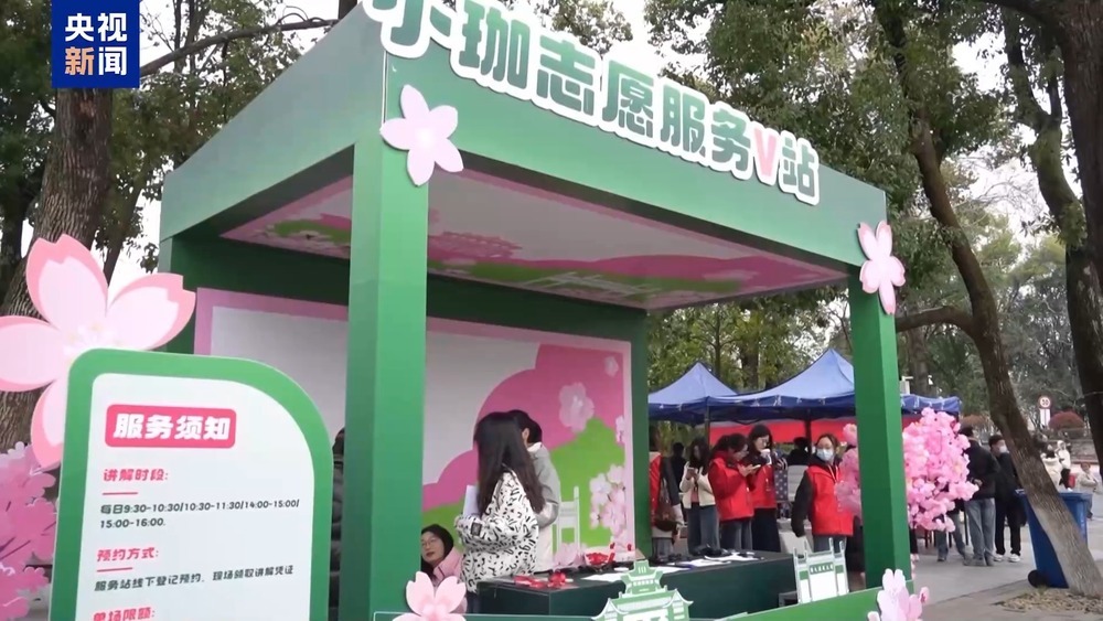 武大樱花季上线三条新线路 志愿者引导逛校园 武大樱花季上线三条新线路 志愿者引导逛校园