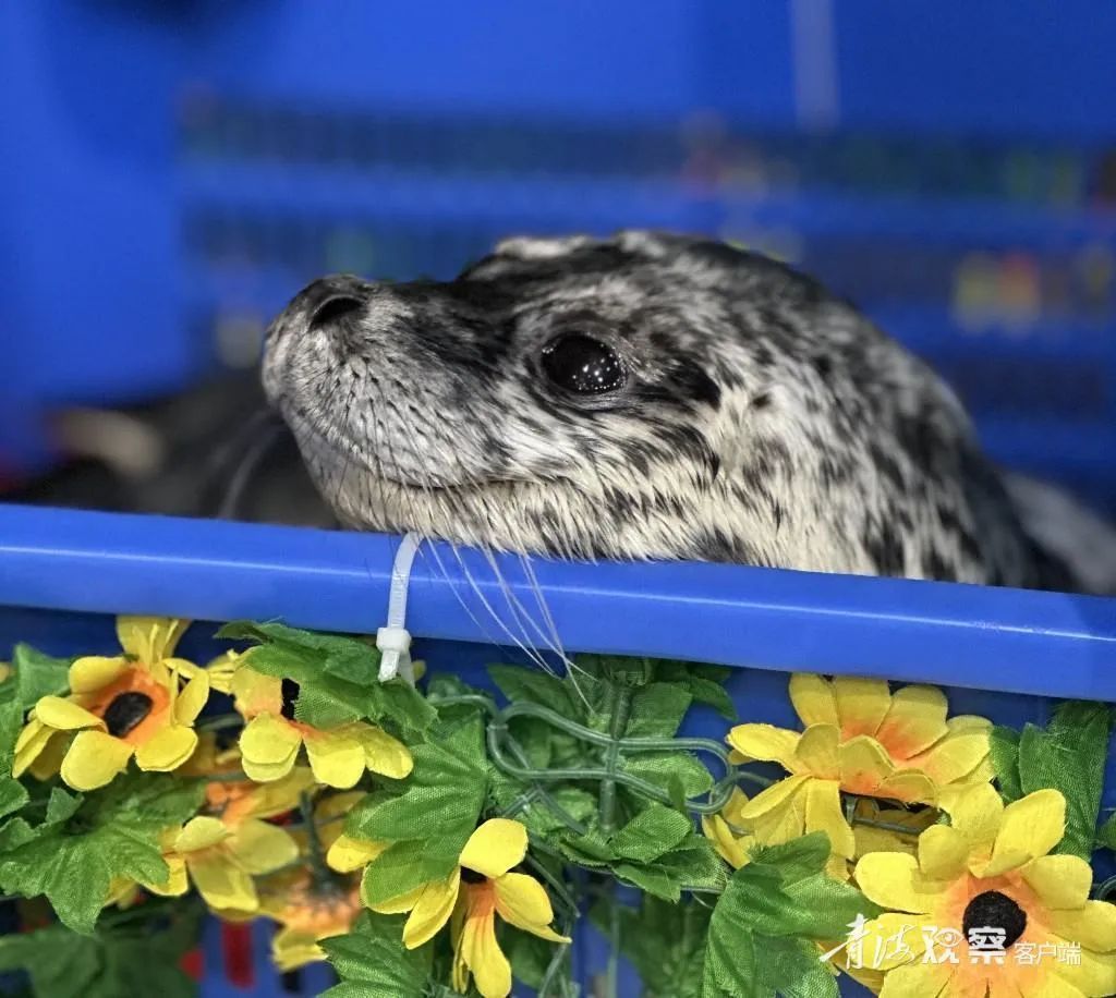 高原小海豹满月!一个月后和游客见面 高原小海豹满月!一个月后和游客见面