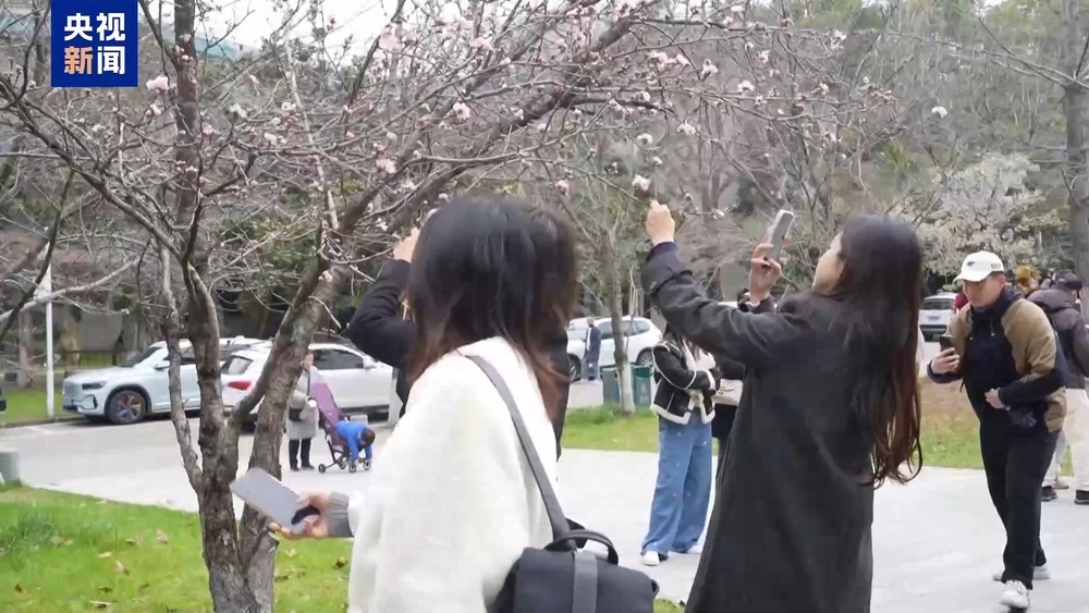 武大樱花季上线三条新线路 志愿者引导逛校园 武大樱花季上线三条新线路 志愿者引导逛校园