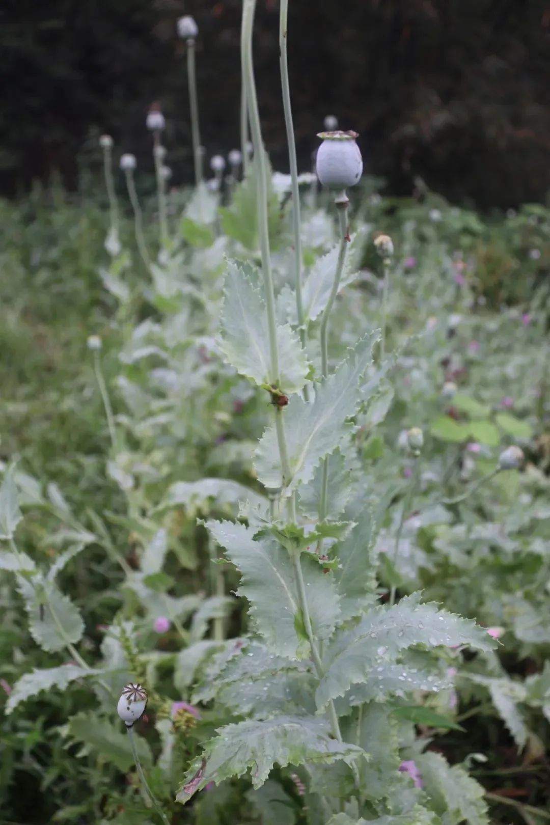 撞脸很多“野菜”！杭州人仔细辨别！见到立刻举报