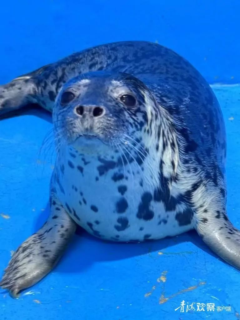 高原小海豹满月!一个月后和游客见面 高原小海豹满月!一个月后和游客见面