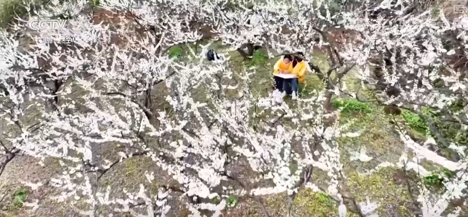 赏花、摘果、运动、慢游“牵手”春日经济 释放消费多“彩”活力