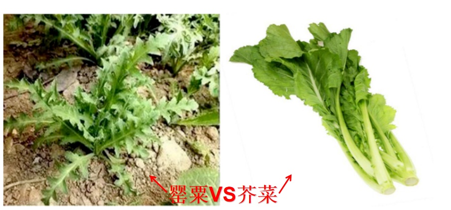 撞脸很多“野菜”！杭州人仔细辨别！见到立刻举报