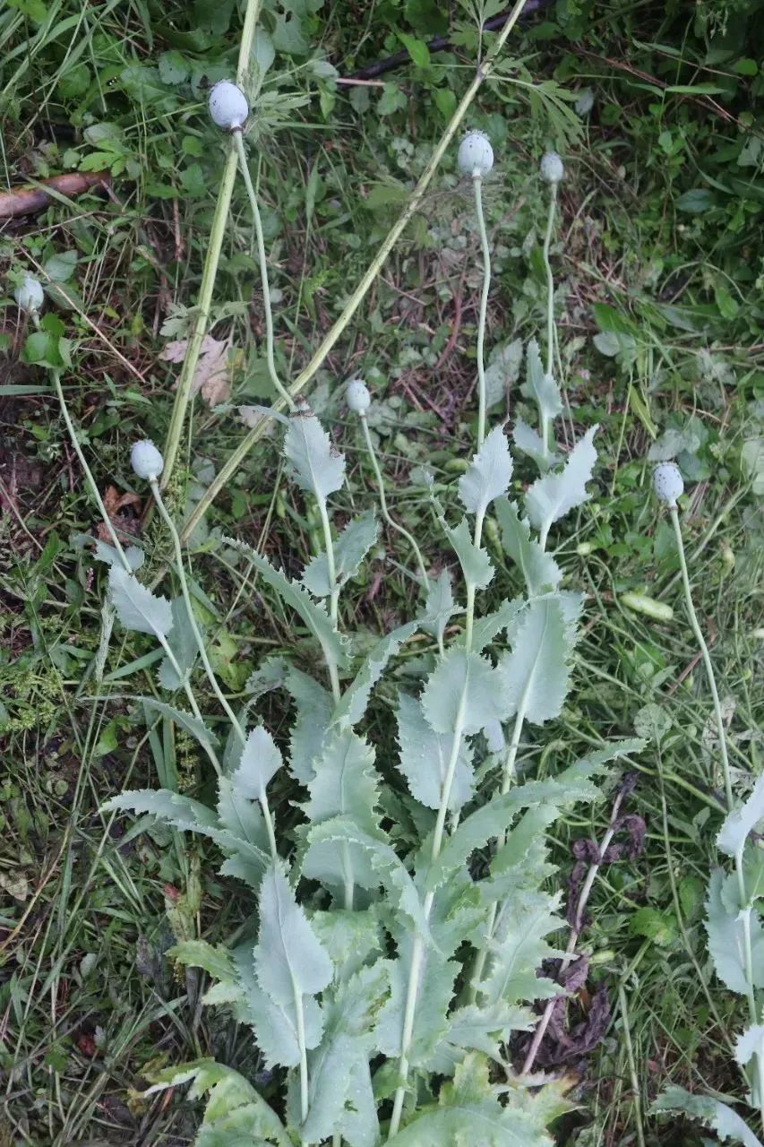 撞脸很多“野菜”！杭州人仔细辨别！见到立刻举报