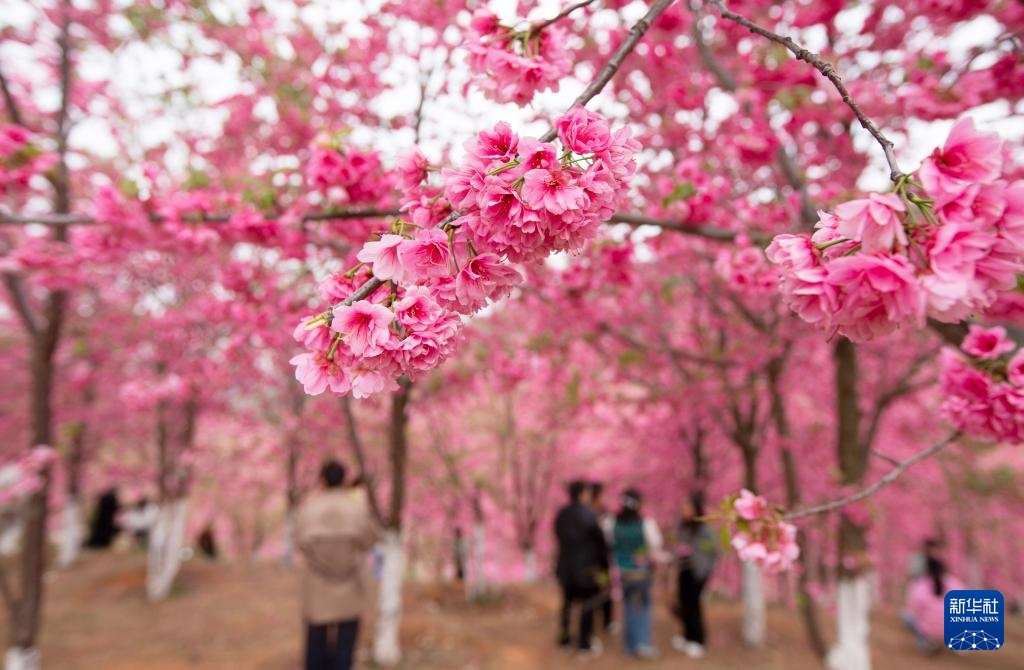 生态中国丨春日赏花正当时 生态中国丨春日赏花正当时