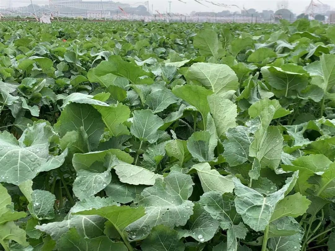 这种青菜火了！而一些特殊的“菜”，你一定要当心……