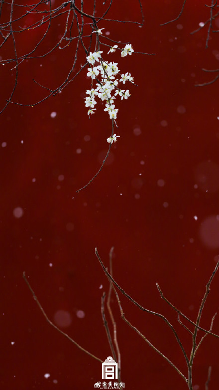 故宫蛇年初雪氛围感壁纸