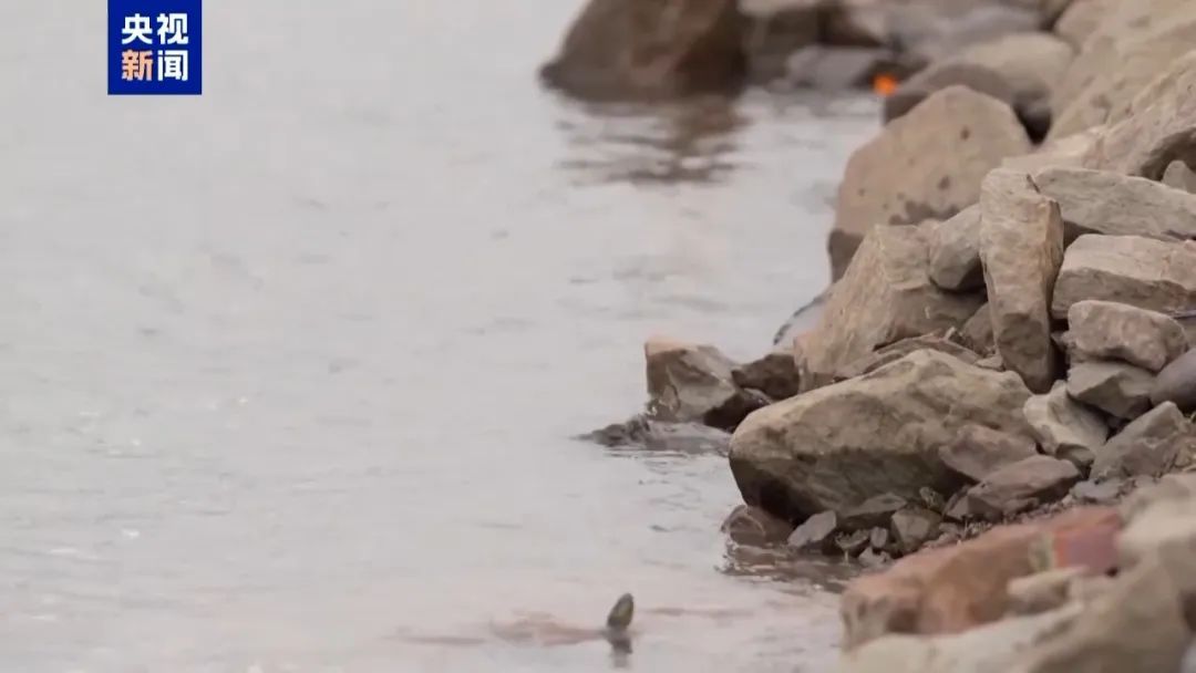 还原“胖猫”事件真相，94.6吨外卖堆满长江大桥