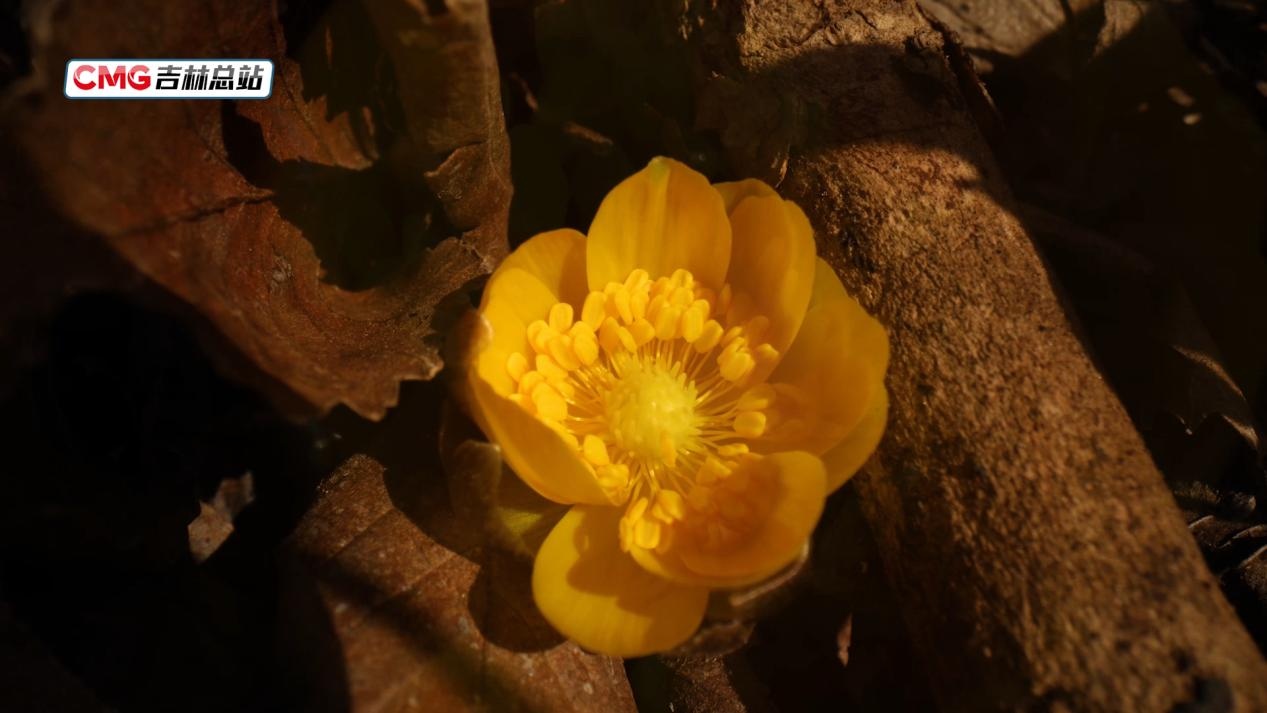 吉林通化“林海雪莲”花开遍野 吉林通化“林海雪莲”花开遍野