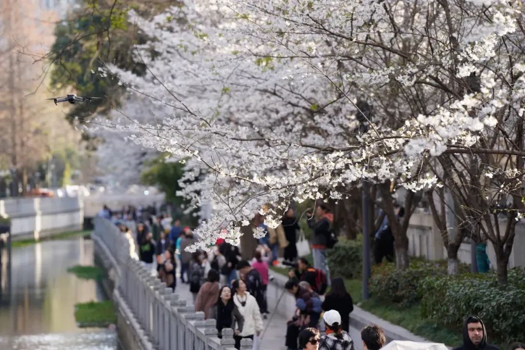报！鸡鸣寺路樱花已经开成这样了