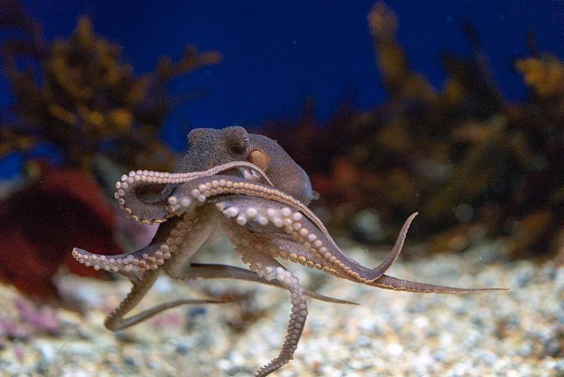 《哪吒2》里申公豹一家究竟是什么豹? 《哪吒2》里申公豹一家究竟是什么豹?