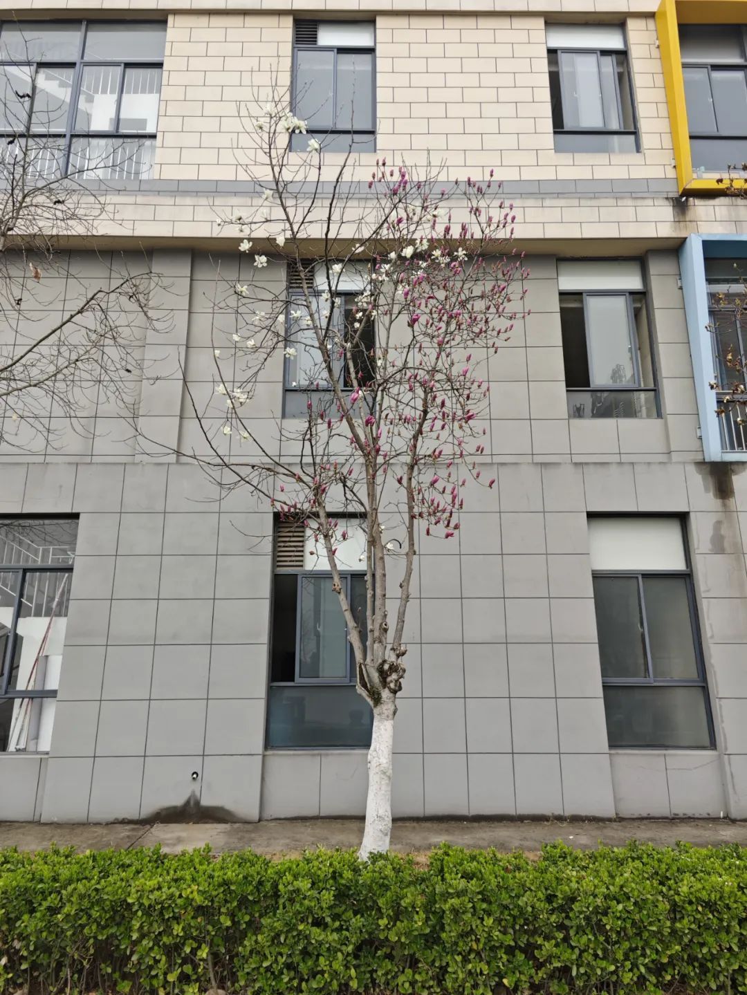 罕见!安徽一树开出双花 罕见!安徽一树开出双花