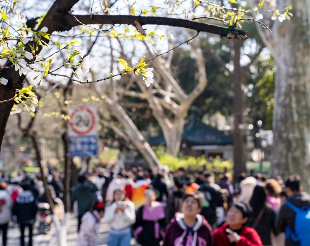 报！鸡鸣寺路樱花已经开成这样了