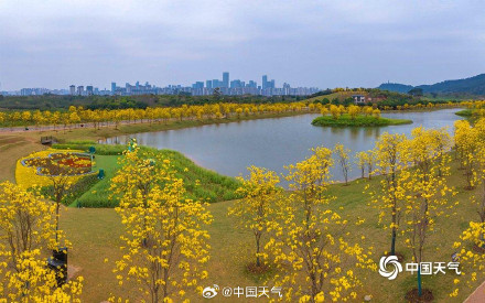 广西南宁黄花风铃木盛开 航拍视角看惊艳花海 广西南宁黄花风铃木盛开 航拍视角看惊艳花海