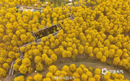 广西南宁黄花风铃木盛开 航拍视角看惊艳花海 广西南宁黄花风铃木盛开 航拍视角看惊艳花海