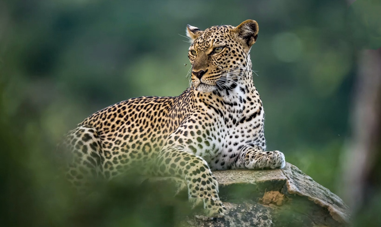 《哪吒2》里申公豹一家究竟是什么豹? 《哪吒2》里申公豹一家究竟是什么豹?