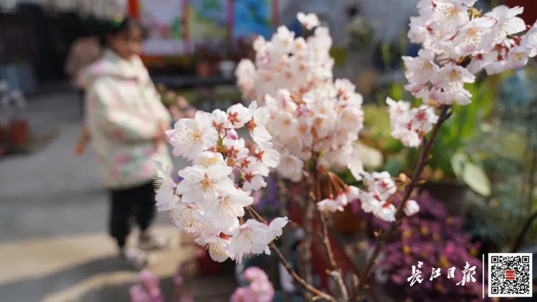 武汉樱花能搬回家了