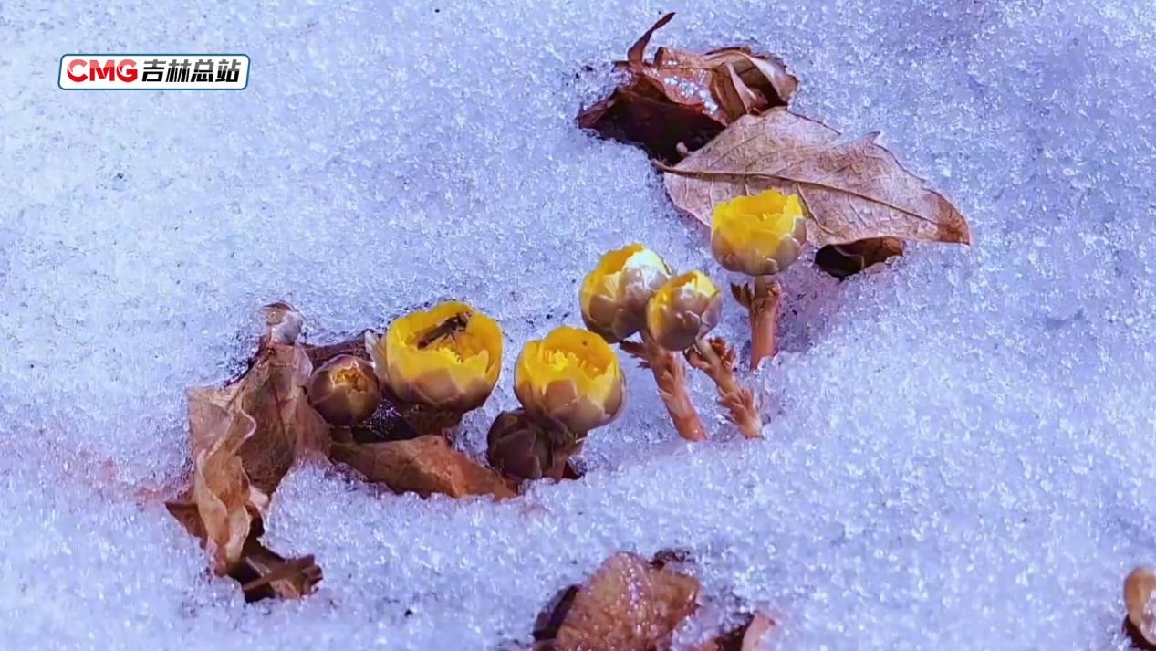 吉林通化“林海雪莲”花开遍野 吉林通化“林海雪莲”花开遍野
