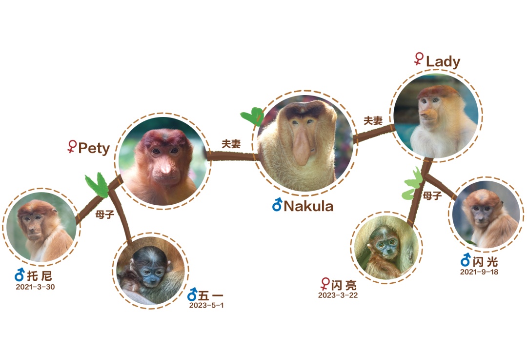 首次亮相！这一濒危物种在广州繁育成功