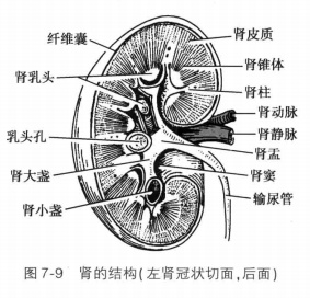 一次输液竟导致肾衰竭 这四类人需警惕药物性肾损伤