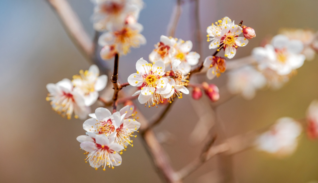 大风+30℃！石家庄“火箭式”升温本周开启！