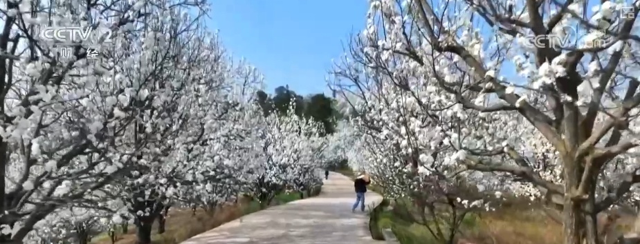 “春日盛景+限定美食” 花“香”盛“宴”点亮春经济