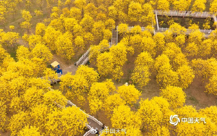 广西南宁黄花风铃木盛开 航拍视角看惊艳花海 广西南宁黄花风铃木盛开 航拍视角看惊艳花海