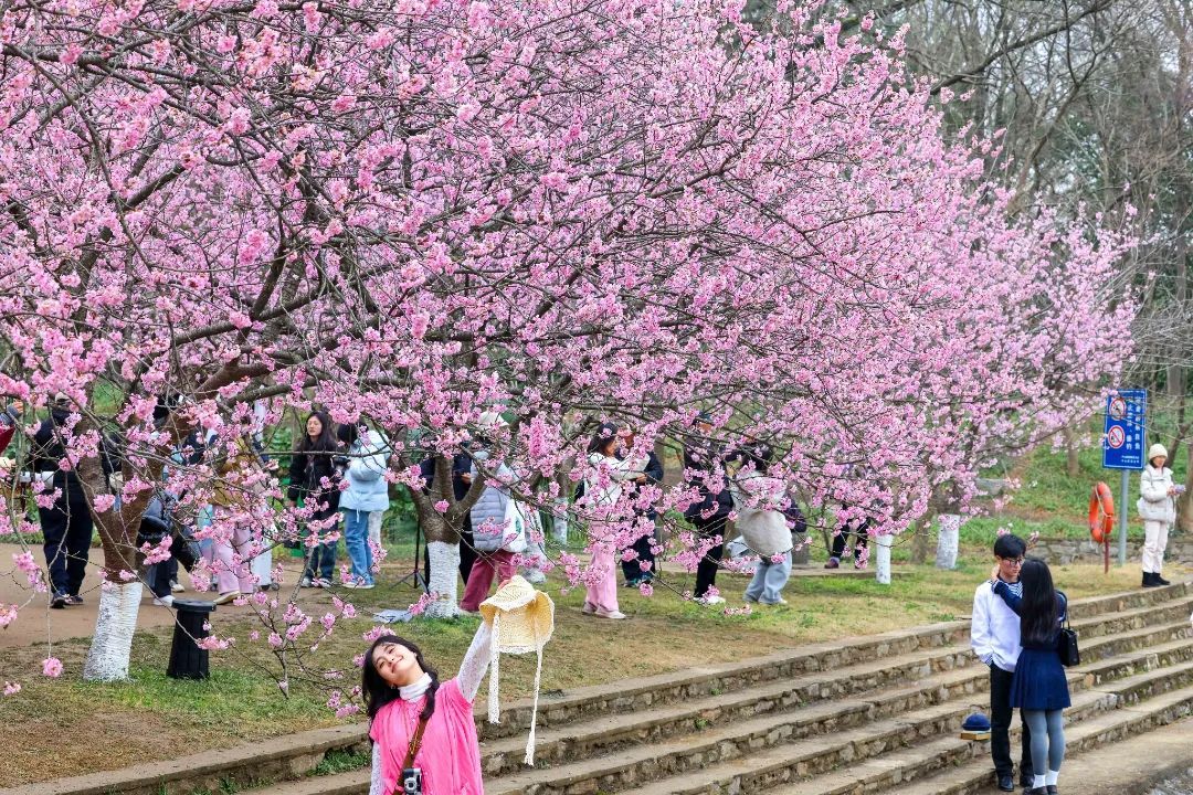 报！鸡鸣寺路樱花已经开成这样了