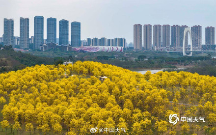 广西南宁黄花风铃木盛开 航拍视角看惊艳花海 广西南宁黄花风铃木盛开 航拍视角看惊艳花海