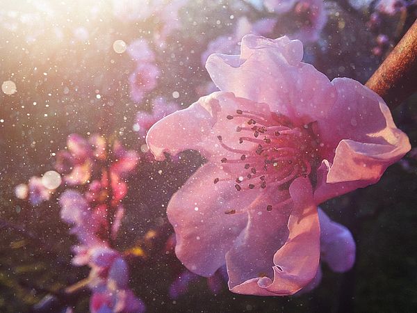 花粉来了,出现这些症状要当心,尤其是这两类人群 花粉来了,出现这些症状要当心,尤其是这两类人群