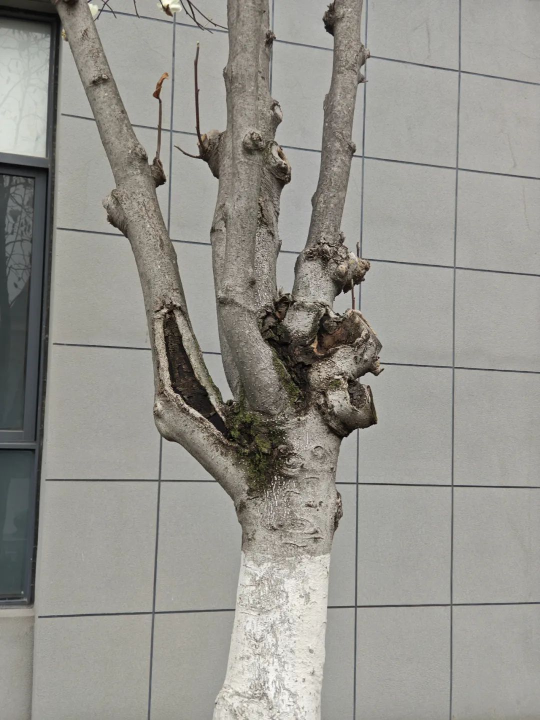 罕见!安徽一树开出双花 罕见!安徽一树开出双花