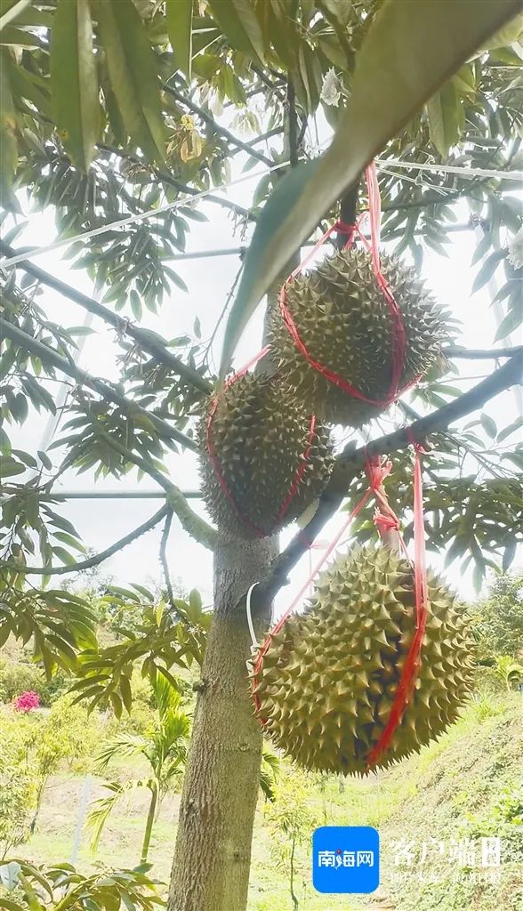 三亚国产榴莲错峰挂果测试成功 三亚国产榴莲错峰挂果测试成功