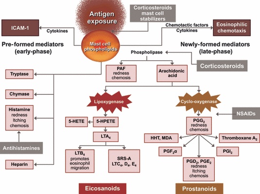 过敏性结膜炎如何应对?5个实用建议帮你轻松度过过敏季! 过敏性结膜炎如何应对?5个实用建议帮你轻松度过过敏季!