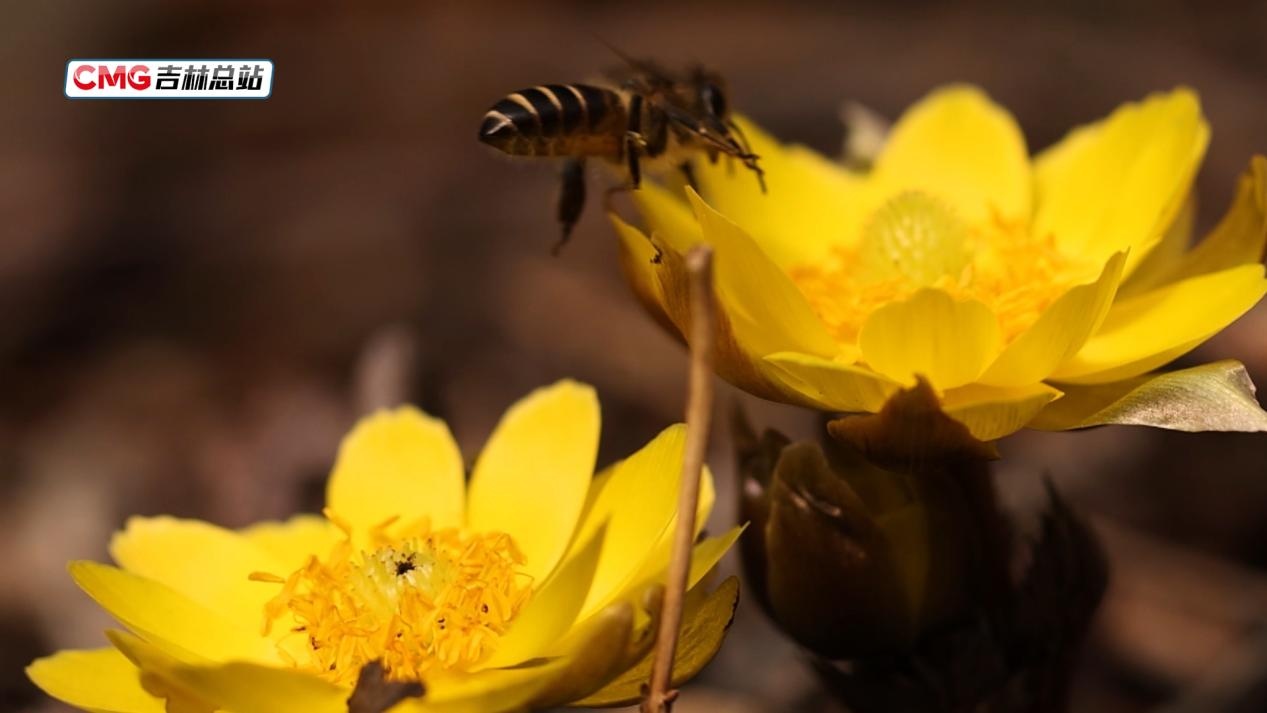 吉林通化“林海雪莲”花开遍野 吉林通化“林海雪莲”花开遍野