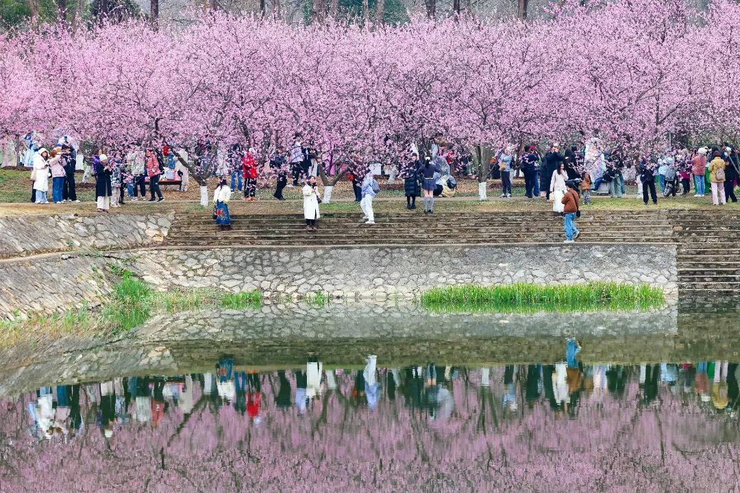 报！鸡鸣寺路樱花已经开成这样了