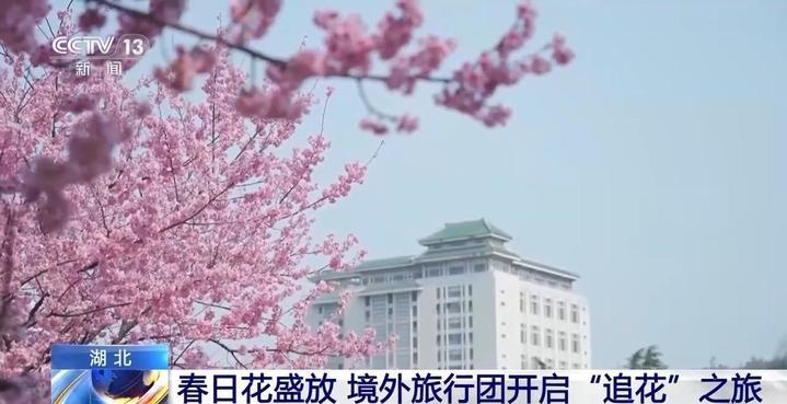 空中赏樱、雨中看油菜花……境外旅行团开启“追花”之旅