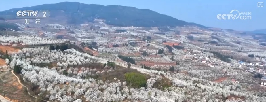 “春日盛景+限定美食” 花“香”盛“宴”点亮春经济