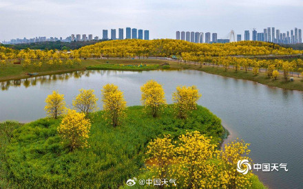 广西南宁黄花风铃木盛开 航拍视角看惊艳花海 广西南宁黄花风铃木盛开 航拍视角看惊艳花海