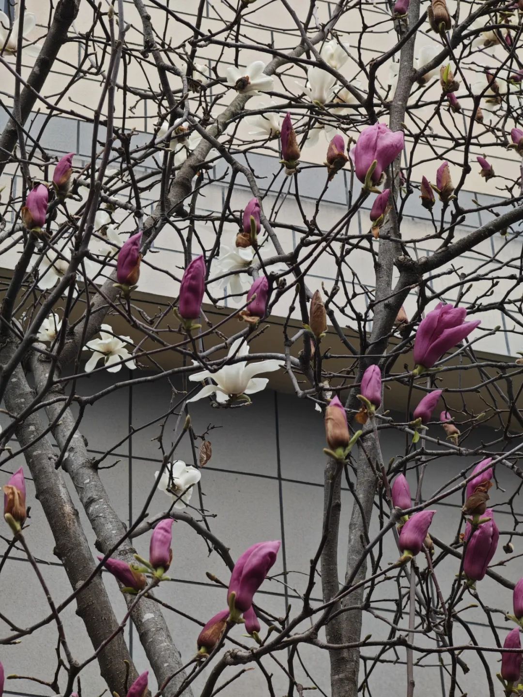 罕见!安徽一树开出双花 罕见!安徽一树开出双花