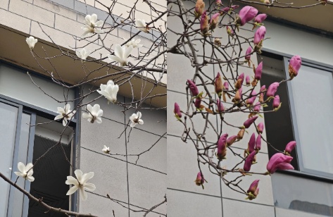 罕见!安徽一树开出双花 罕见!安徽一树开出双花