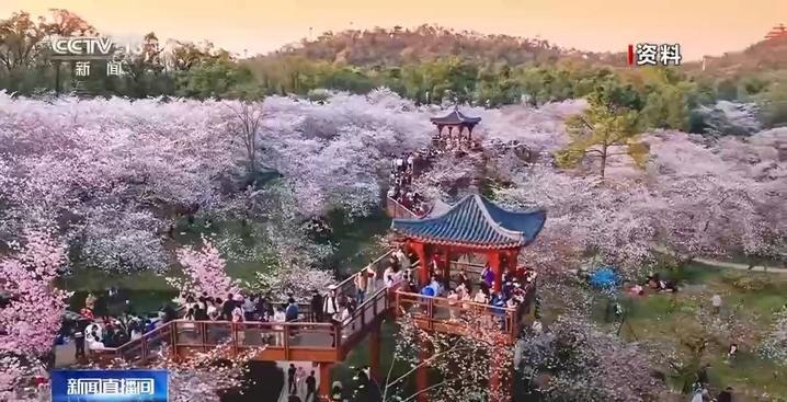 空中赏樱、雨中看油菜花……境外旅行团开启“追花”之旅