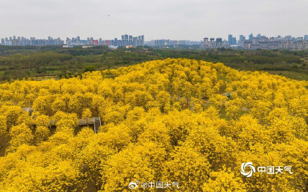 广西南宁黄花风铃木盛开 航拍视角看惊艳花海 广西南宁黄花风铃木盛开 航拍视角看惊艳花海