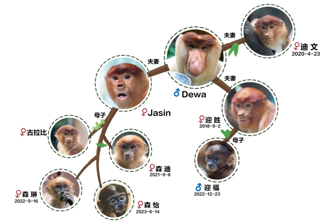 首次亮相！这一濒危物种在广州繁育成功