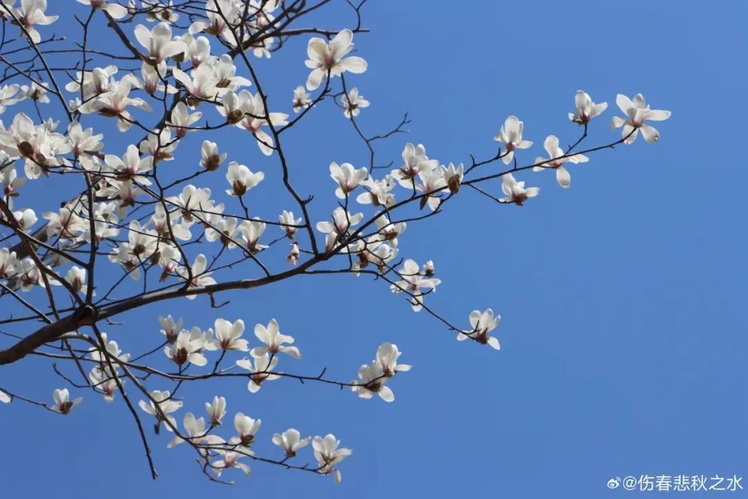 “一周过完四季”再度来袭!-1.9℃-27℃,上海天气或迎大反转,太刺激→ “一周过完四季”再度来袭!-1.9℃-27℃,上海天气或迎大反转,太刺激→