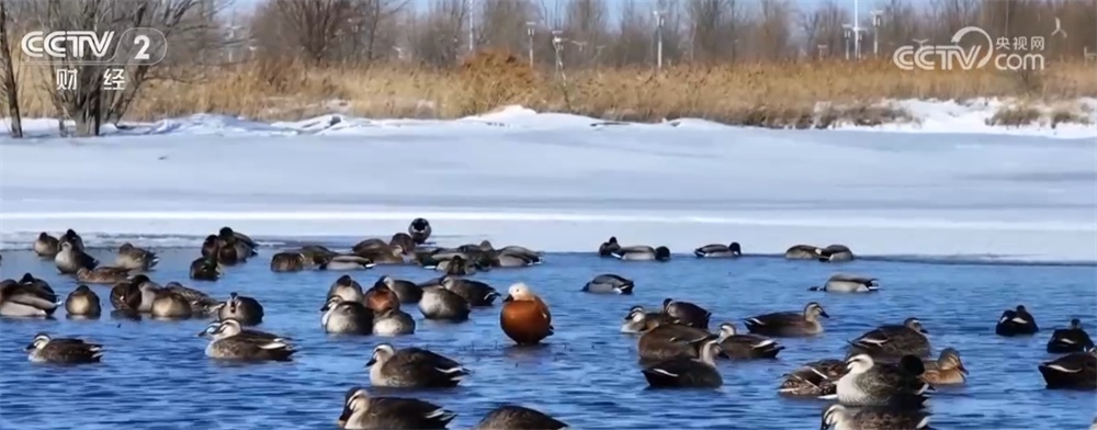 候鸟翩跹“春”意浓 人与自然和谐共生美好愿景正逐渐变为现实 候鸟翩跹“春”意浓 人与自然和谐共生美好愿景正逐渐变为现实