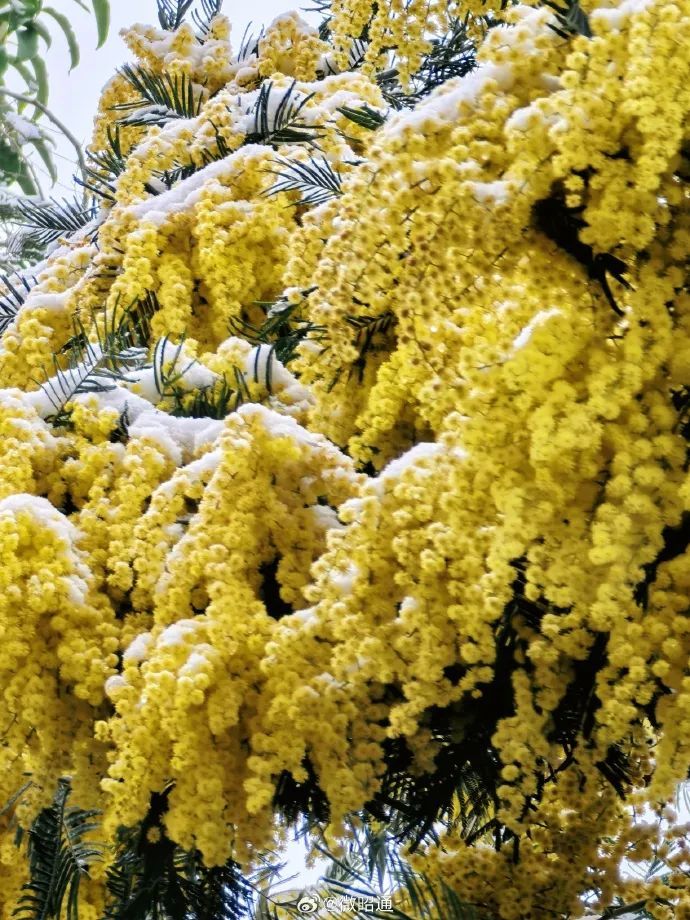 下雪了！体感温度-1℃！云南多地发布道路结冰、寒潮预警