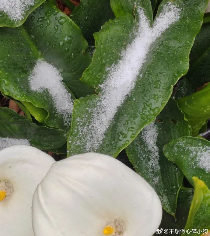 下雪了！体感温度-1℃！云南多地发布道路结冰、寒潮预警