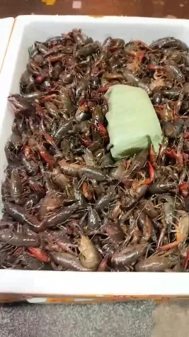 贵的65元/斤!很多浙江人爱吃,即将大量上市!有老板一天卖1000斤...... 贵的65元/斤!很多浙江人爱吃,即将大量上市!有老板一天卖1000斤......