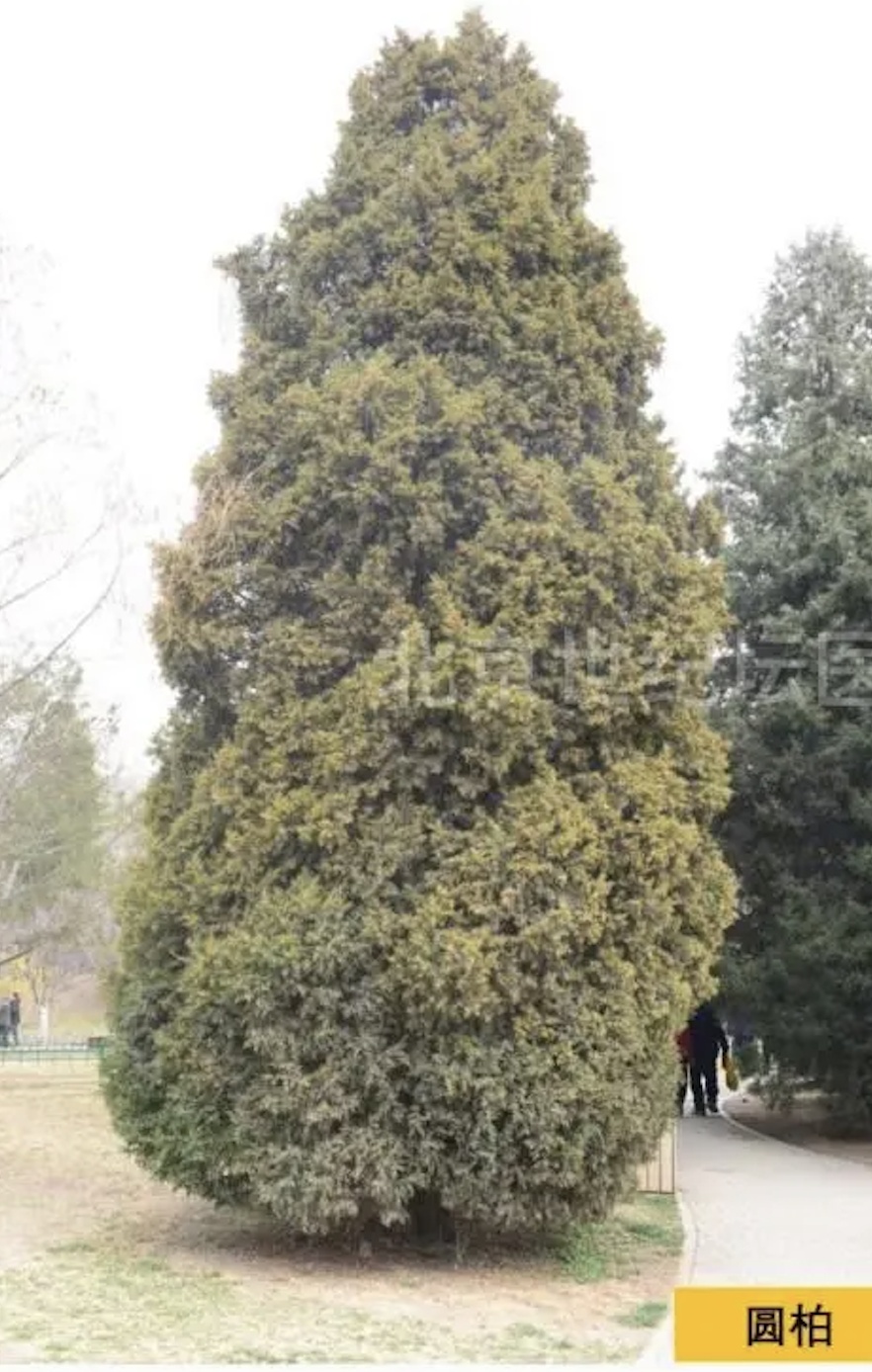 @过敏星人，花粉高峰期已至，防护指南——