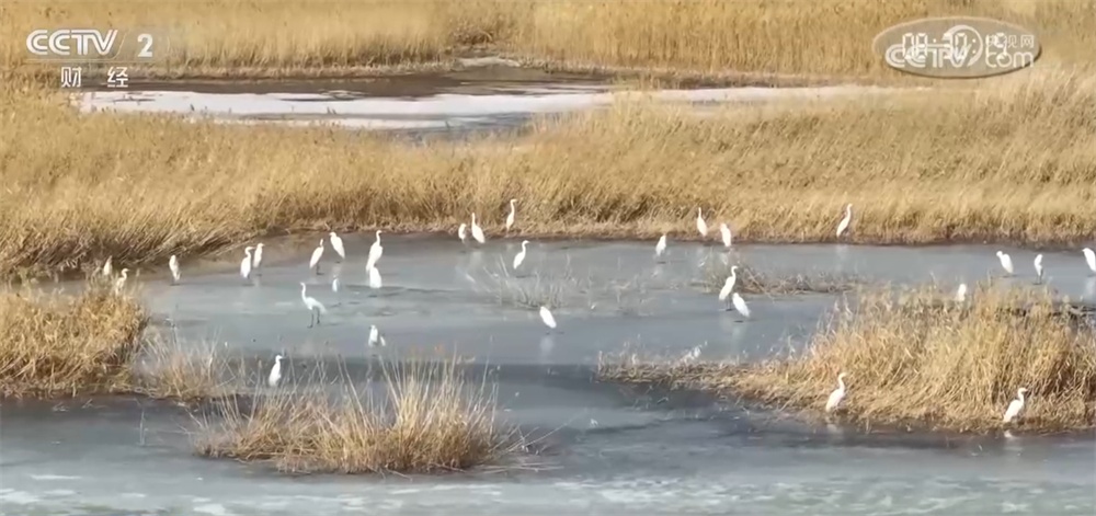 候鸟翩跹“春”意浓 人与自然和谐共生美好愿景正逐渐变为现实 候鸟翩跹“春”意浓 人与自然和谐共生美好愿景正逐渐变为现实